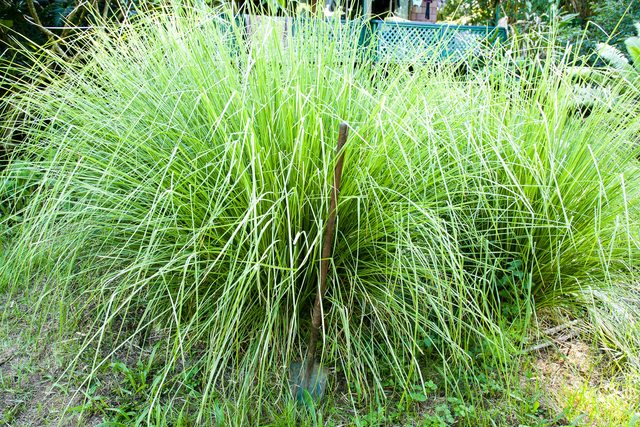 A vigorous clump of Vetiver with post hole shovel for scale