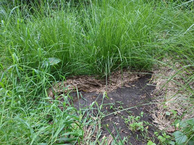 Debris washed and caught in Vetiver hedge